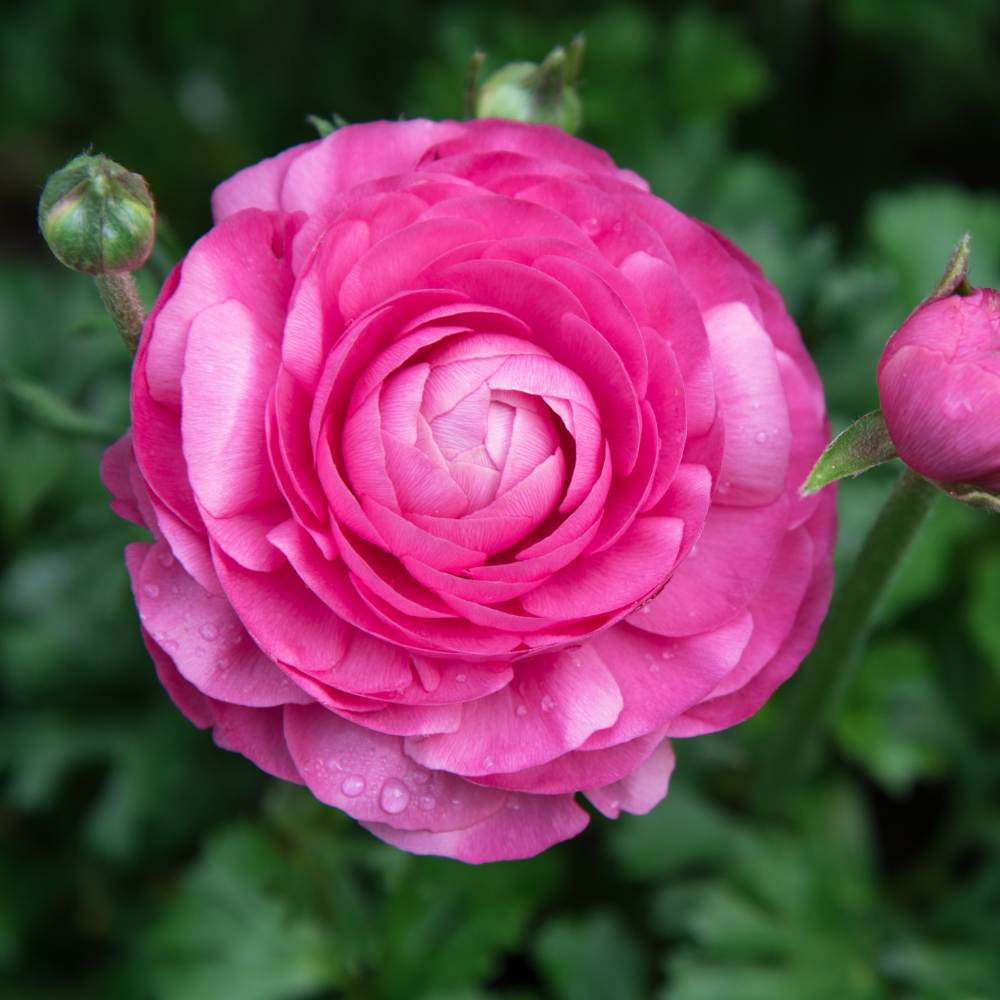 Ranunculus Pink Flower Bulbs (05 Bulbs)