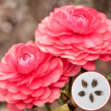 Ranunculus Pink Flower Bulbs