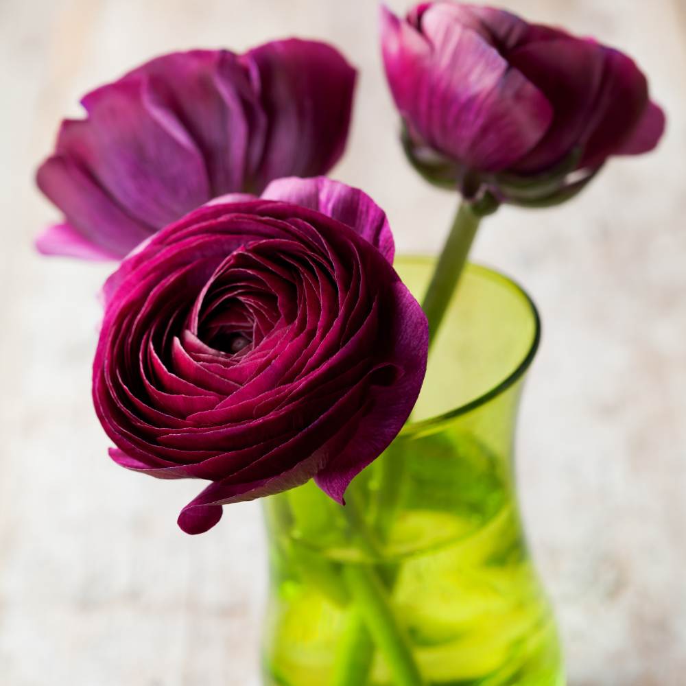 Urple Ranunculus Buy Ranunculus Purple Flower Bulbs Online - Organicbazar