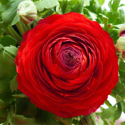 Ranunculus Red Flower Bulbs (05 Bulbs)