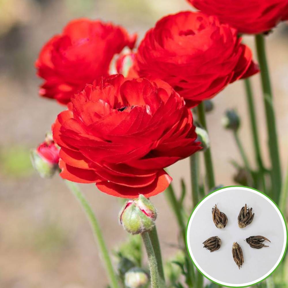 Buy Ranunculus Red Flower Bulbs Online - Organicbazar