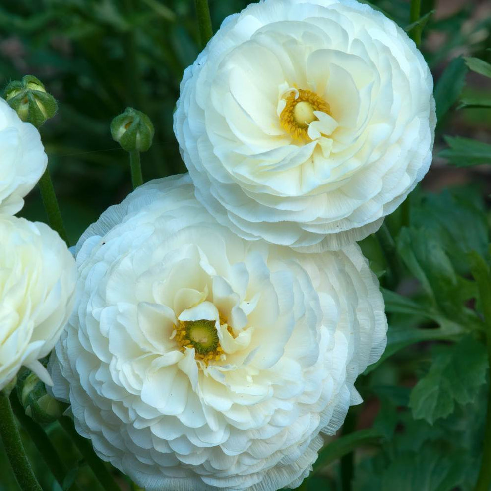 Buy Ranunculus White Flower Bulbs Online - Organicbazar