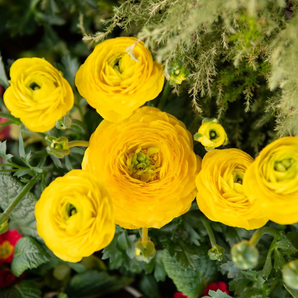 Cloni Ranunculus Yellow Ranunculus Yellow Flower Bulbs (05 Bulbs)