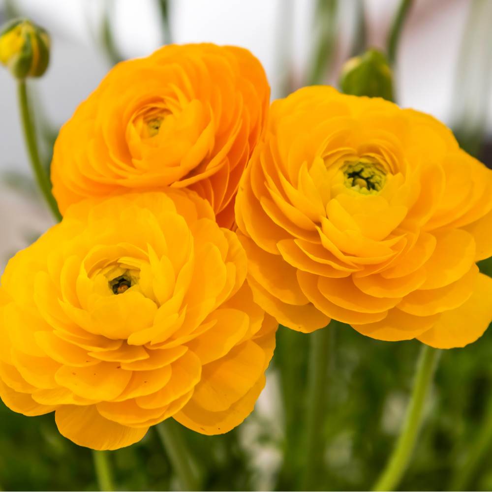 Cloni Ranunculus Yellow Ranunculus Yellow Flower Bulbs (05 Bulbs)