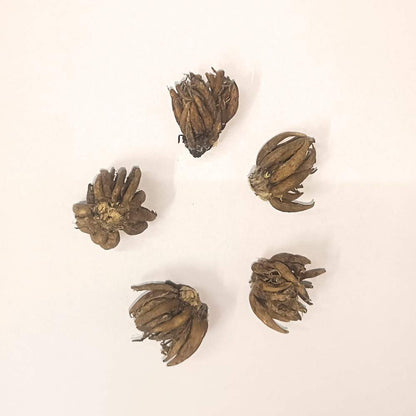 Ranunculus Flower Bulbs Mixed Colors (5N)