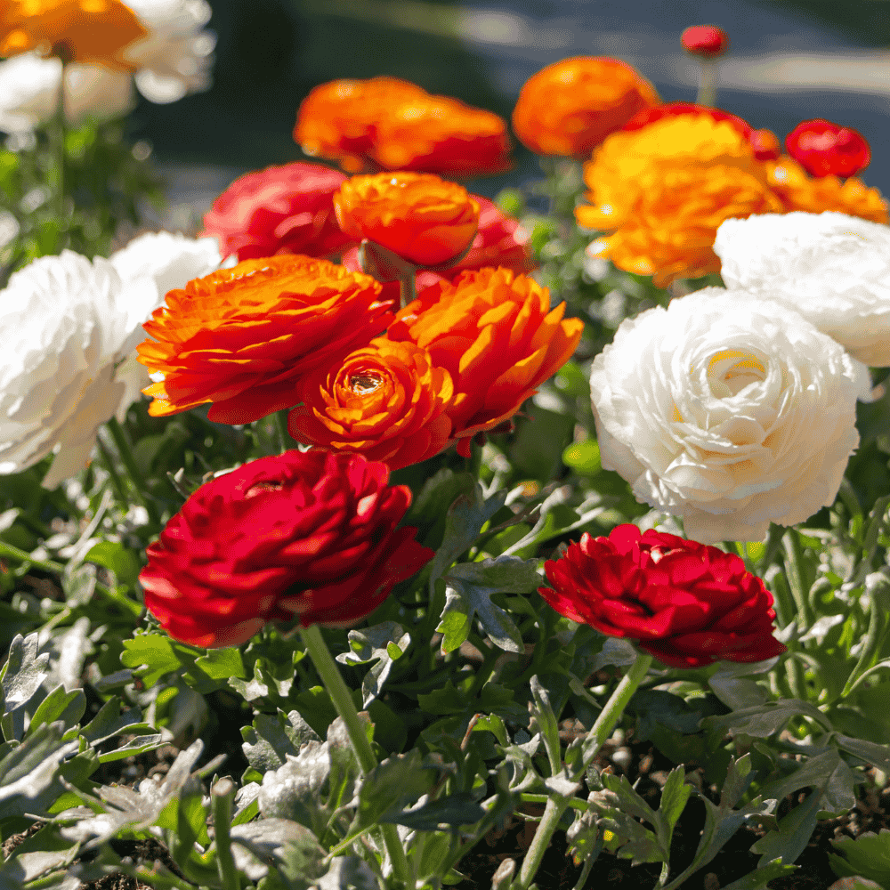 Ranunculus Flower Bulbs Mixed Colors (5N)