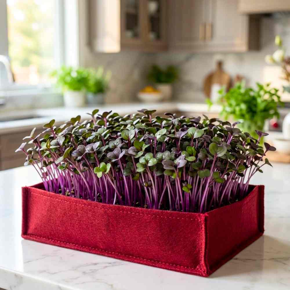 Red Cabbage Microgreen Seeds (10g)