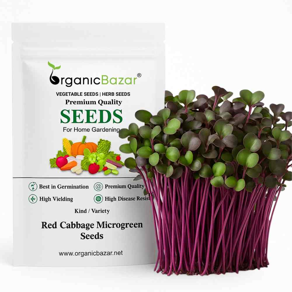 Red Cabbage Microgreen Seeds (10g)