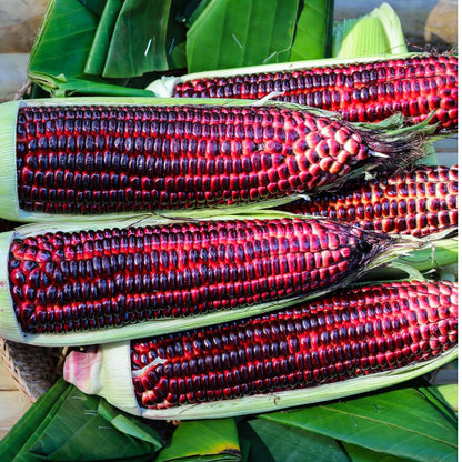 Red Corn Seeds - (50 Seeds) (लाल मक्का के बीज) Premium Quality / High-Yield Seeds for Home Gardening