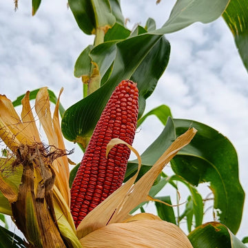Red Corn Seeds - (50 Seeds) (लाल मक्का के बीज) Premium Quality / High-Yield Seeds for Home Gardening