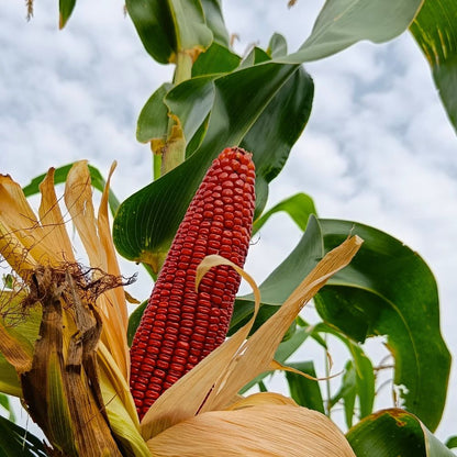 Red Corn Seeds - (50 Seeds) (लाल मक्का के बीज) Premium Quality / High-Yield Seeds for Home Gardening