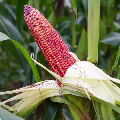 Red Corn Seeds - (50 Seeds) (लाल मक्का के बीज) Premium Quality / High-Yield Seeds for Home Gardening