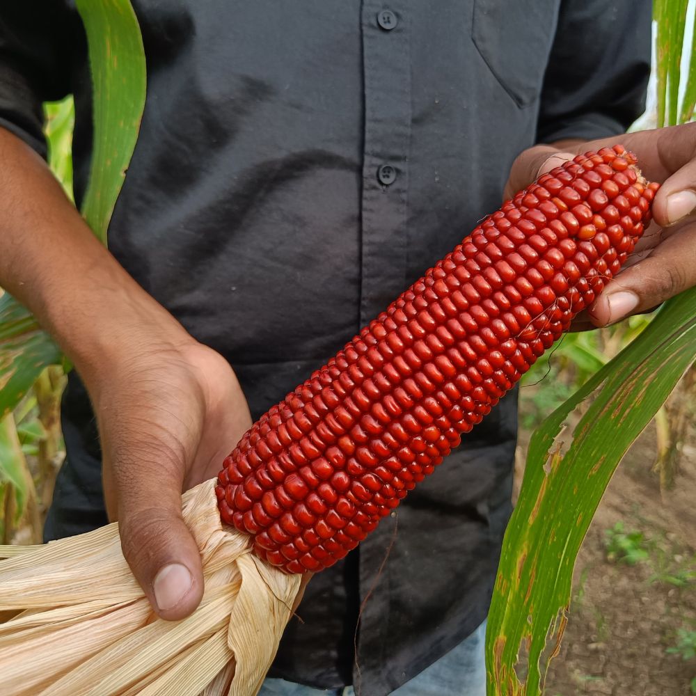 Red Corn Seeds - (50 Seeds) (लाल मक्का के बीज) Premium Quality / High-Yield Seeds for Home Gardening
