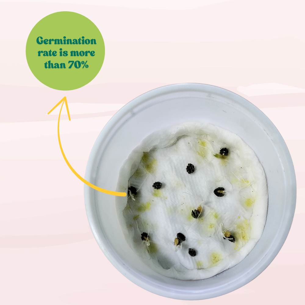 Red Long Papaya Seeds - 10 Seeds (Papita/पपीता के बीज) High Germination, High-yielding and fast-growing