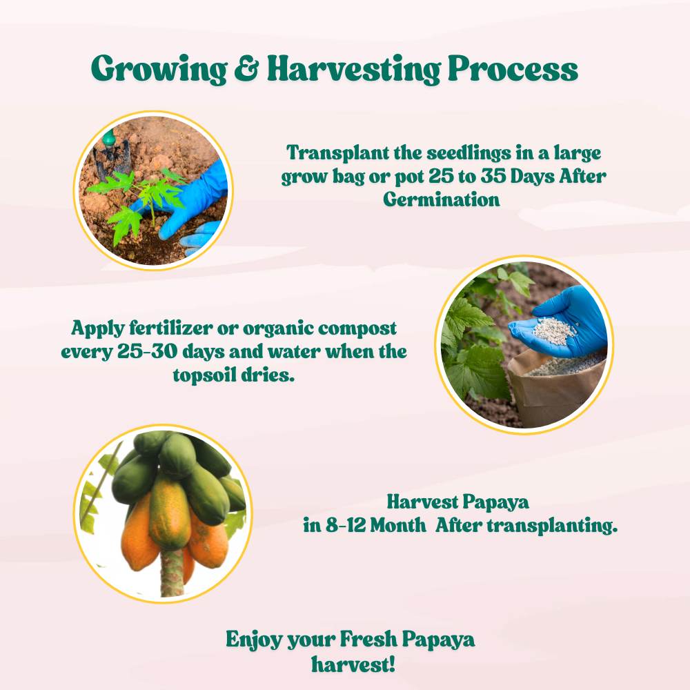 Red Long Papaya Seeds - 10 Seeds (Papita/पपीता के बीज) High Germination, High-yielding and fast-growing