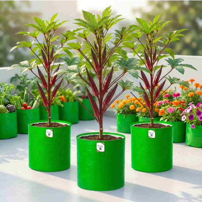 Red Okra (lal bhindi) Seeds - 30 Seeds (लाल भिंडी के बीज) Easy To grow, High Germination, High Yield Okra Seeds for Home Gardening