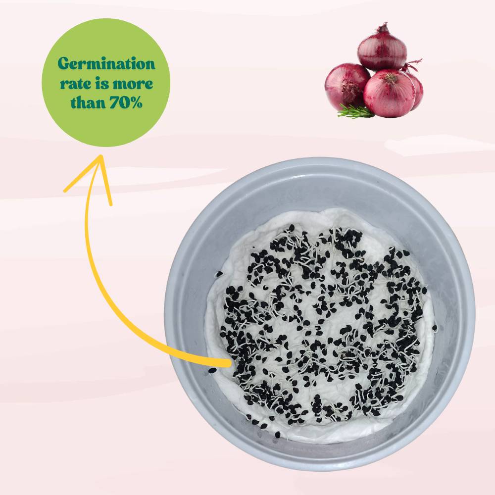 Red Onion (Lal Pyaj) Seeds - 400 Seeds (लाल प्याज के बीज) High Yield/High Germination/Best Seeds for Terrace Gardening