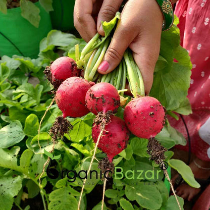 Red Round Radish Seeds - 200 Seeds (Gol Mooli/लाल गोल मूली के बीज)