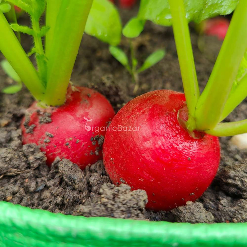 Red Round Radish Seeds - 200 Seeds (Gol Mooli/लाल गोल मूली के बीज)
