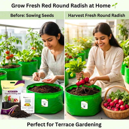 Red Round Radish Seeds - 200 Seeds (Gol Mooli/लाल गोल मूली के बीज)