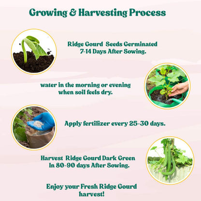Ridge Gourd Dark Green Seeds - 12 Seeds (Luffa/Turai/तुरई के बीज) Easy To grow, High Germination, High Yield Seeds for Home Gardening