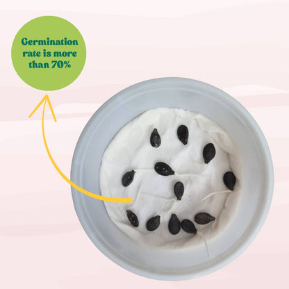 Ridge Gourd Light Green F1 Hybrid Seeds - 12 Seeds (Luffa/Turai/तुरई के बीज) Easy To grow, High Germination, High Yield Seeds for Home Gardening