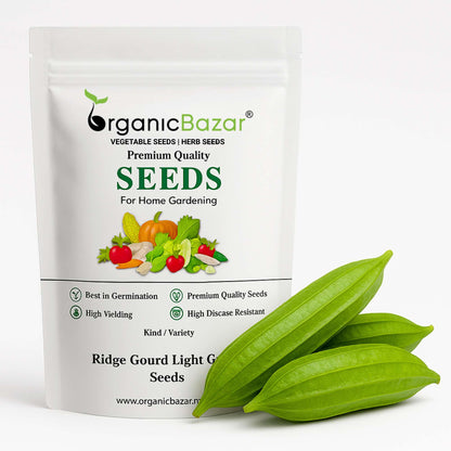 Ridge Gourd Light Green F1 Hybrid Seeds - 12 Seeds (Luffa/Turai/तुरई के बीज) Easy To grow, High Germination, High Yield Seeds for Home Gardening