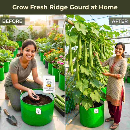 Ridge gourd or Luffa (Turai) Seeds - 12 Seeds (तुरई के बीज) Easy To grow, High Germination, High Yield Seeds for Home Gardening