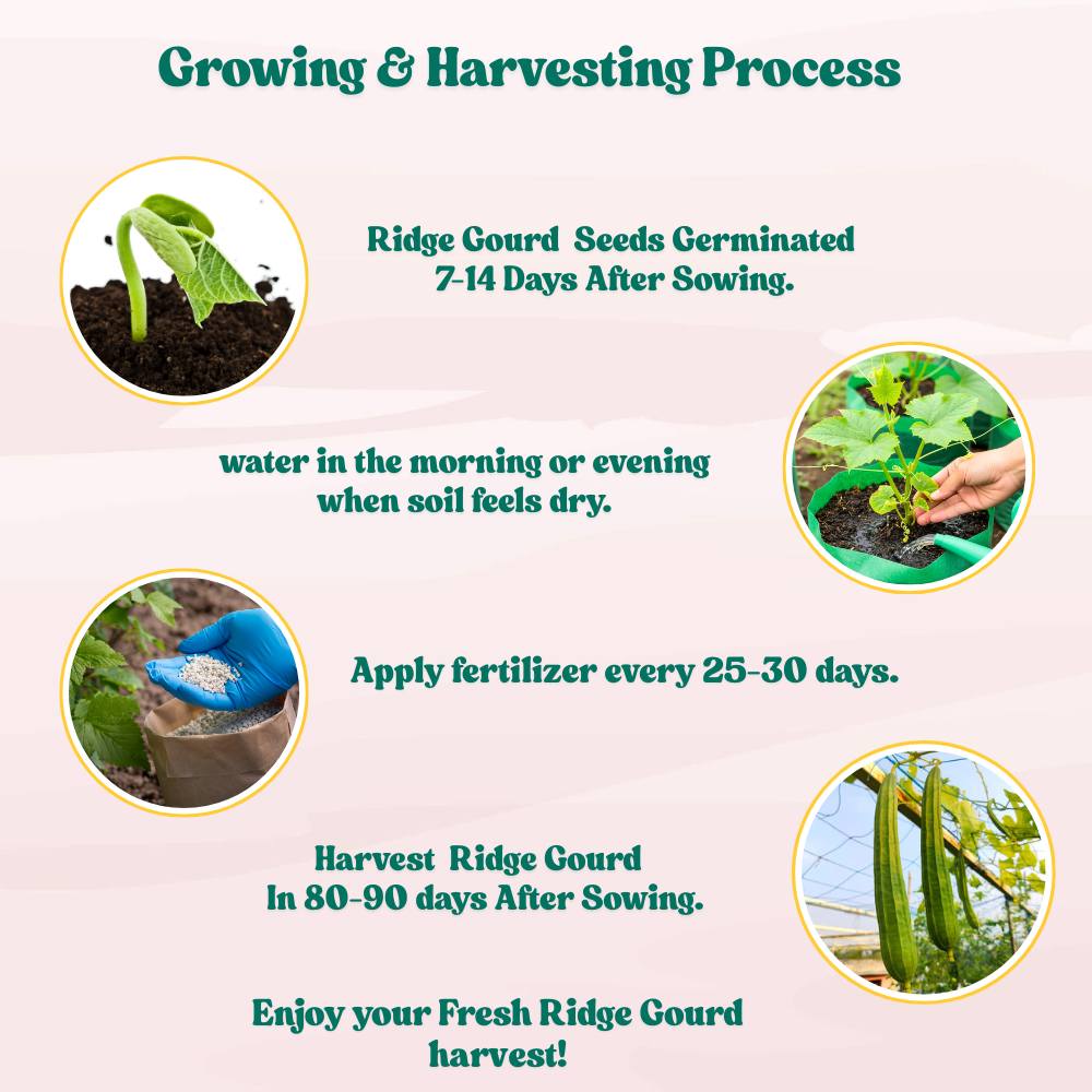 Ridge gourd or Luffa (Turai) Seeds - 12 Seeds (तुरई के बीज) Easy To grow, High Germination, High Yield Seeds for Home Gardening