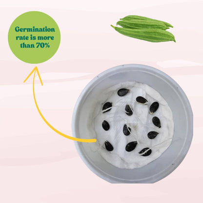 Ridge gourd or Luffa (Turai) Seeds - 12 Seeds (तुरई के बीज) Easy To grow, High Germination, High Yield Seeds for Home Gardening