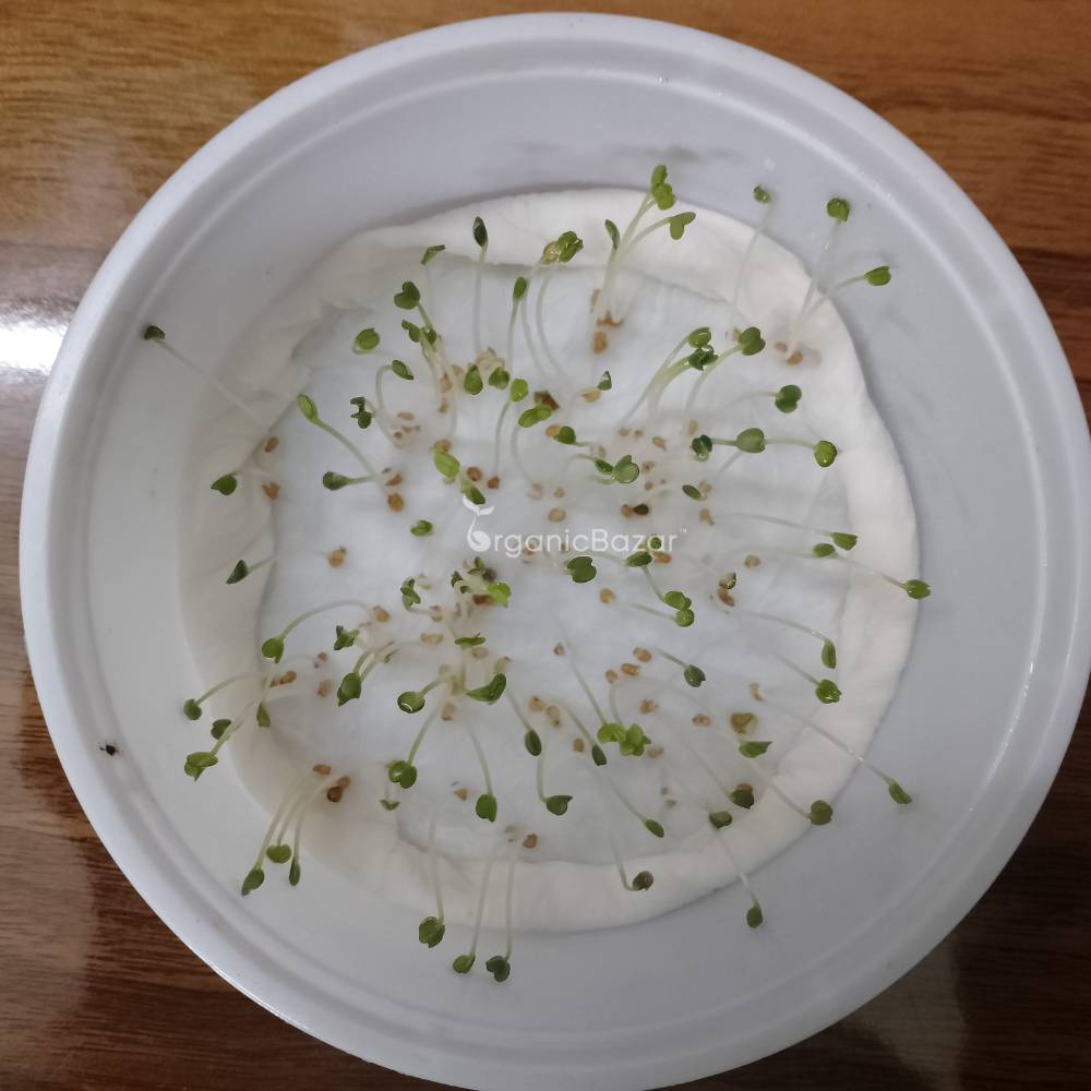 Buy Best Quality Rocket Seeds Organicbazar