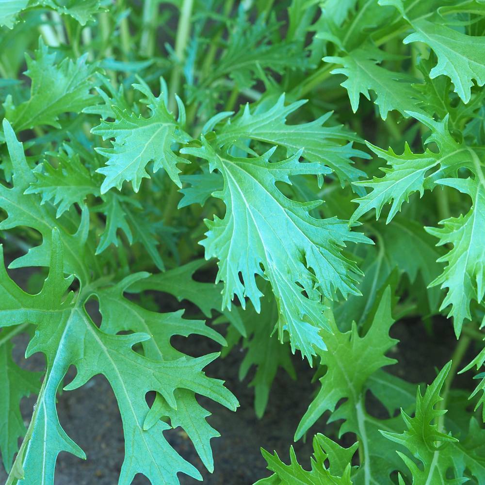 Mizuna Green Seeds (200 Seeds)