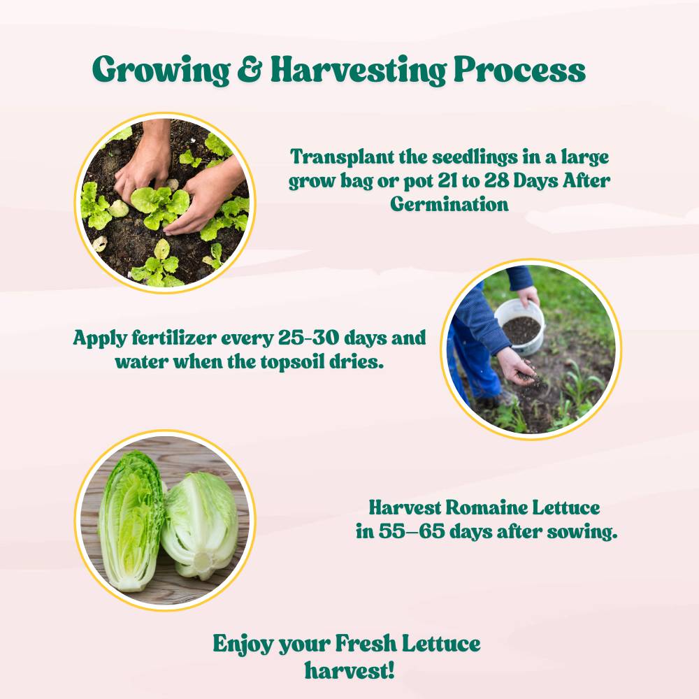 Romaine Lettuce Seeds (300 Seeds) Easy To Grow, High Germination, Leafy Vegetable Seeds for Balcony, Terrace Garden