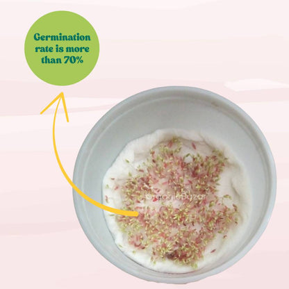 Romaine Lettuce Seeds (300 Seeds) Easy To Grow, High Germination, Leafy Vegetable Seeds for Balcony, Terrace Garden