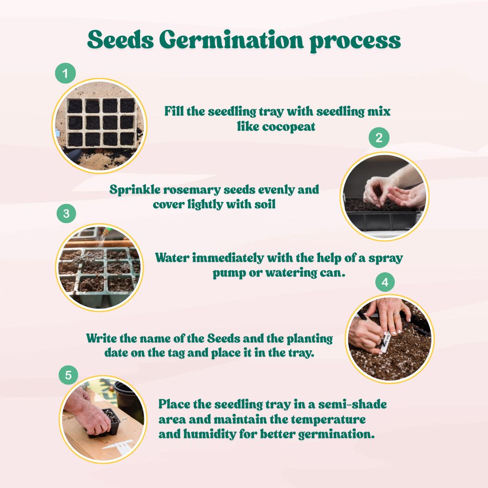 Rosemary Seeds - 100 Seeds (Gulmehndi/गुलमेंहदी के बीज) High-Germination Herb Seeds for Pots, Balcony & Home Garden