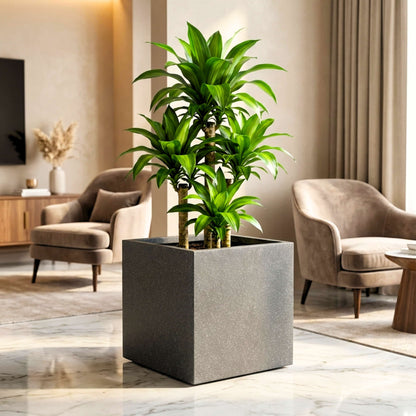 Cubicis Roto Moulded Square Luxury Planter Pot with 10+ Years Durability | Terrazzo Finish Roto Container | Durable, Lightweight & Weatherproof Pot for Garden, Balcony & Living Room