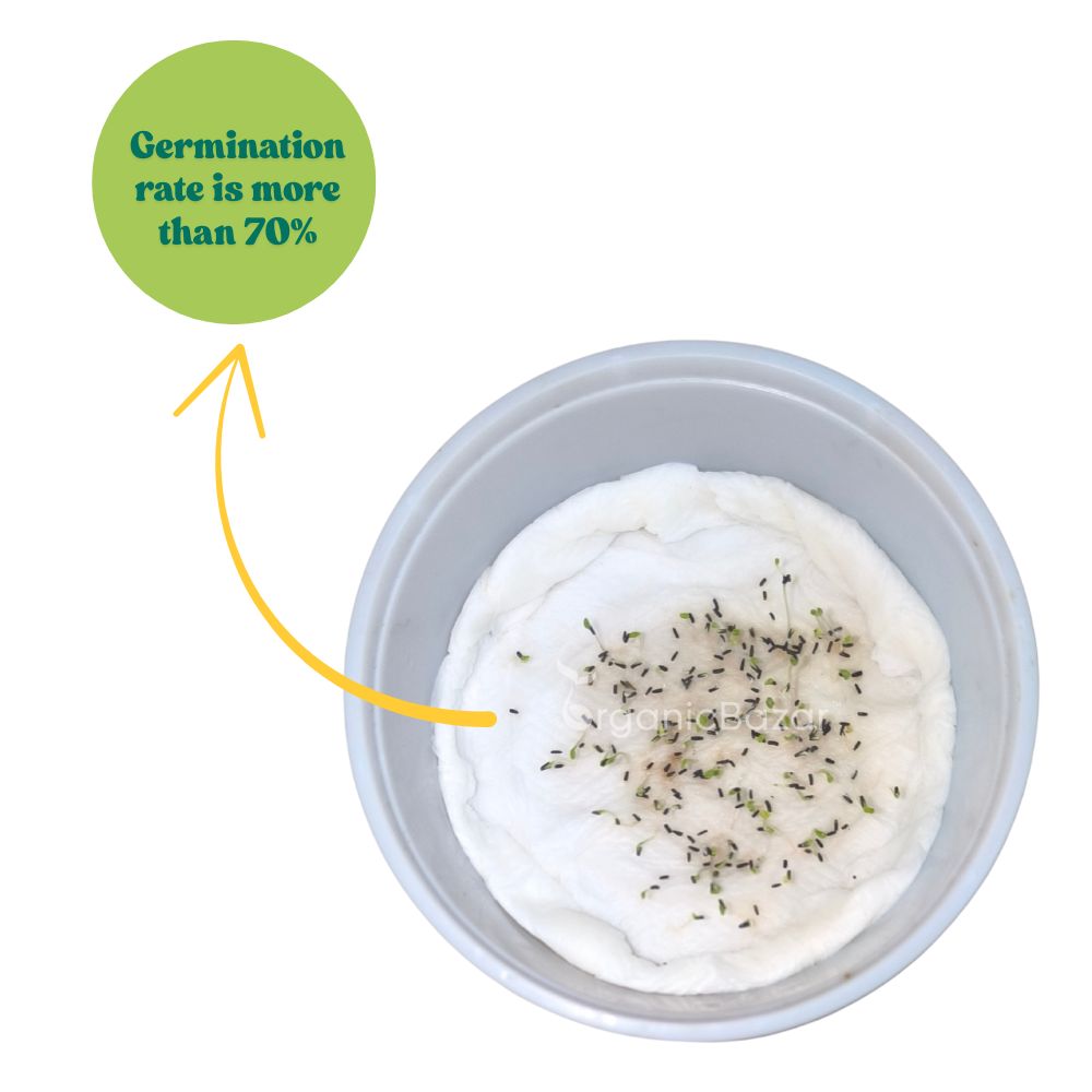 Rudbeckia Rustic Dwarf Mixed Seeds (200 Seeds) High Germination/ Easy To grow/ Perfect for pots, balconies, or Terrace gardens