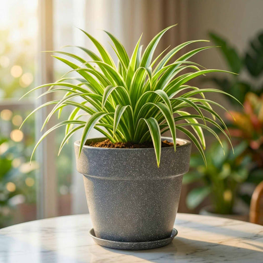 Safed Musli Bulbs Seeds