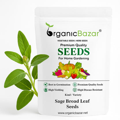 Sage Broad Leaf Seeds - 100 Seeds (Rishi Podha /ऋषि पौधा)