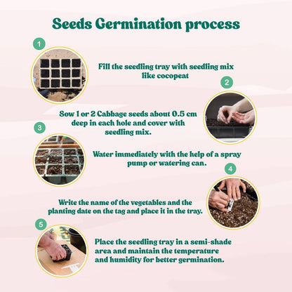 Salad Cabbage F1 Hybrid Seeds - 100 Seeds (Patta Gobhi/पत्ता गोभी के बीज) High Germination / Easy to Grow / Ideal for Terrace/Kitchen Gardening