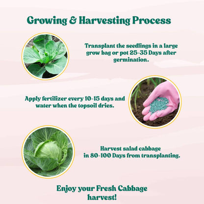 Salad Cabbage F1 Hybrid Seeds - 100 Seeds (Patta Gobhi/पत्ता गोभी के बीज) High Germination / Easy to Grow / Ideal for Terrace/Kitchen Gardening