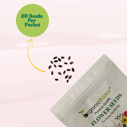 Salvia Splendens Saint John’s Fire Seeds (20 Seeds) High Germination/ Easy To grow/ Perfect for pots, balconies, or Terrace gardens