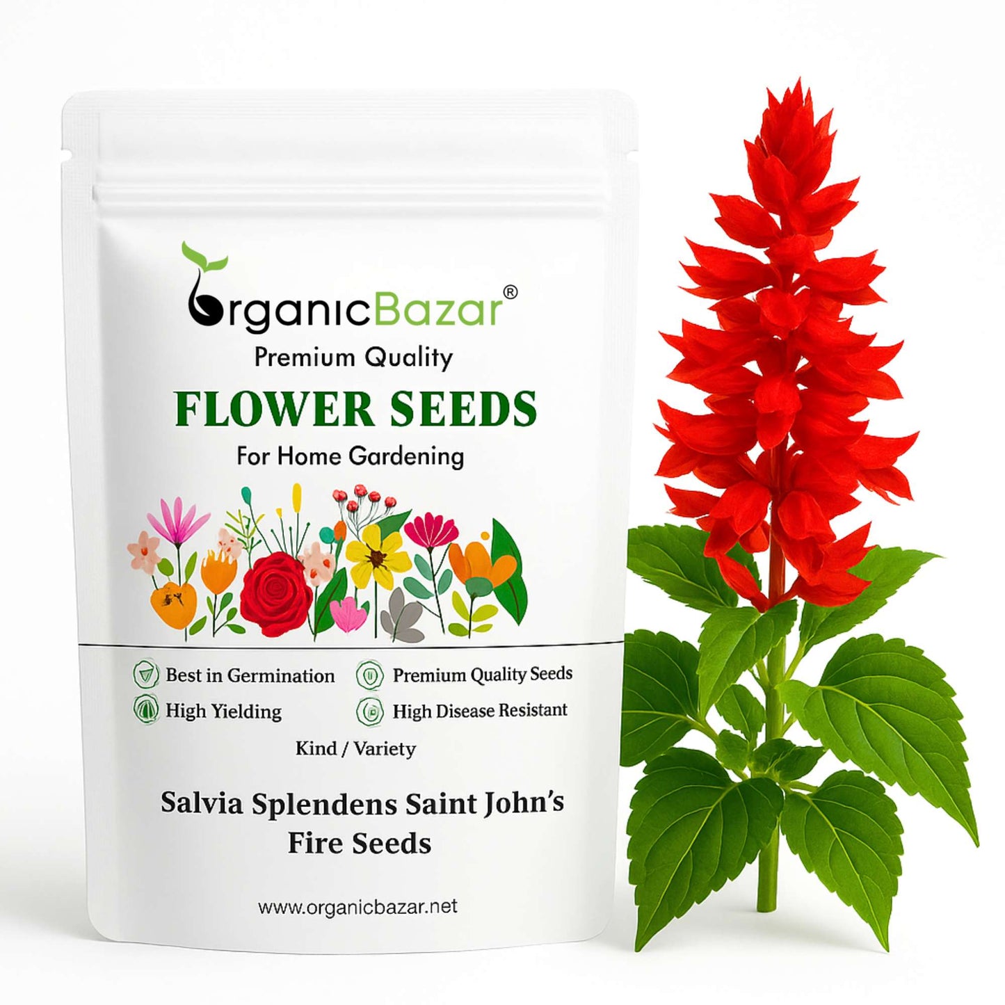 Salvia Splendens Saint John’s Fire Seeds (20 Seeds) High Germination/ Easy To grow/ Perfect for pots, balconies, or Terrace gardens