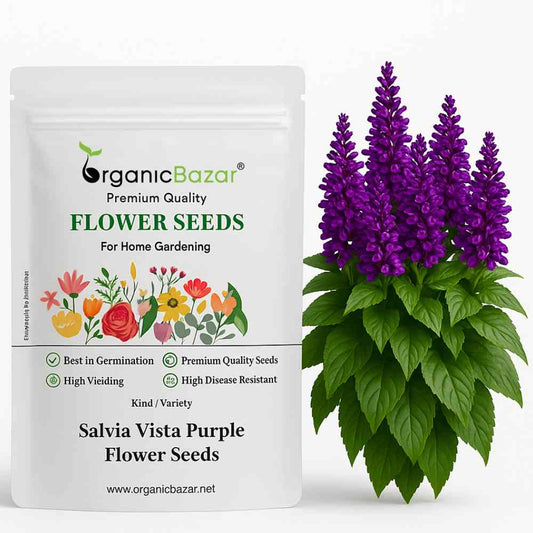 Salvia Vista Purple Flower Seeds (20 Seeds) High Germination/ Easy To grow/ Perfect for pots, balconies, or Terrace gardens