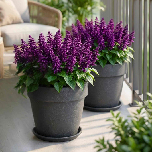 Salvia Vista Purple Flower Seeds (20 Seeds) High Germination/ Easy To grow/ Perfect for pots, balconies, or Terrace gardens