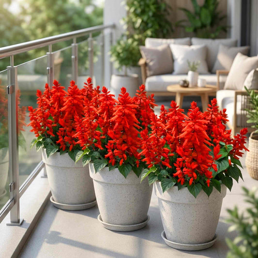 Salvia Vista Red Flower Seeds (20 Seeds) High Germination/ Easy To grow/ Perfect for pots, balconies, or Terrace gardens