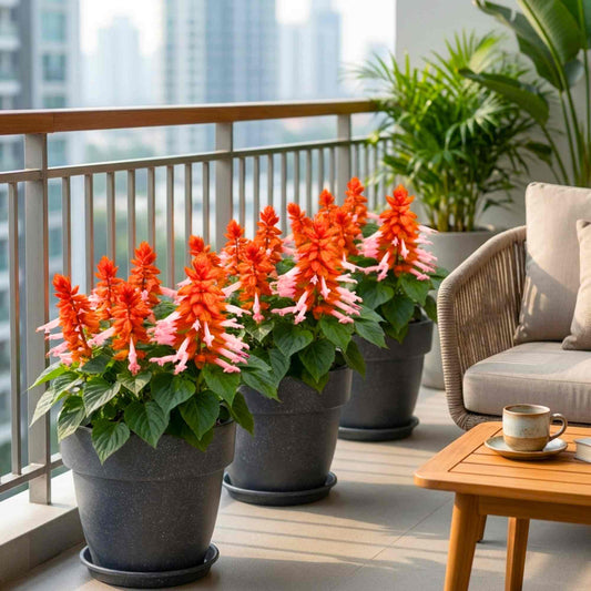 Salvia Vista Salmon (Orange-Pink) Flower Seeds (20 Seeds) High Germination/ Easy To grow/ Perfect for pots, balconies, or Terrace gardens