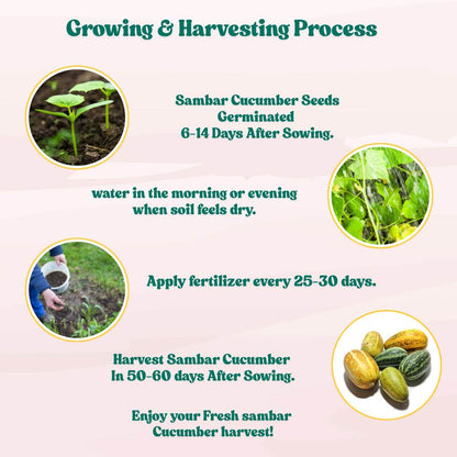 Sambar Cucumber Seeds - 15 Seeds (Phoot kakdi/सांबर कुकुम्बर के बीज) High Germination, Easy to Grow Seeds For Terrace Gardening