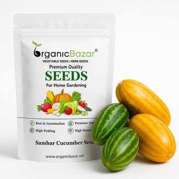 Sambar Cucumber Hybrid Seeds - 15 Seeds (Phoot kakdi/सांबर कुकुम्बर के बीज) High Germination, Easy to Grow Seeds For Terrace Gardening