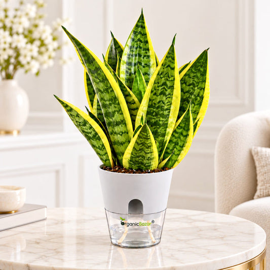 Sansevieria (Snake Plant Laurentii) Live Plant